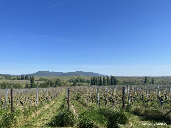 Stellplatz Weingut Wind — Fotografie 2