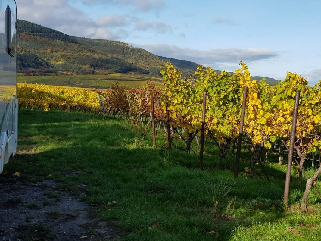Stellplatz Weingut und Gästehaus Eberle — Vinícola in Burrweiler