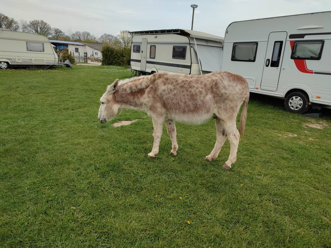 Camping Sabines Bauernhof — Ferme in Schloen-Dratow
