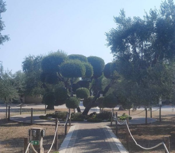 Brezza Tra Gli Ulivi - Camping & Restaurant — Foto 6