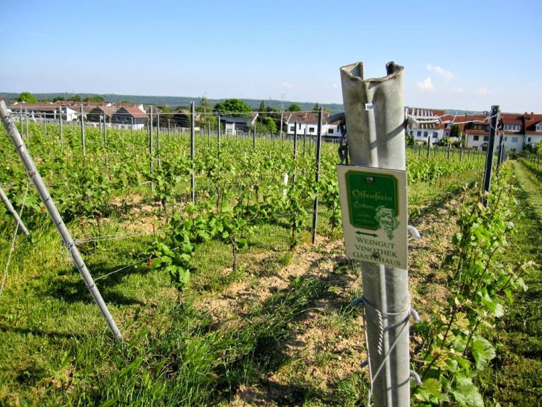 Wohnmobil Stellplatz Offenstein Erben — Karavan Sitesi in Eltville am Rhein