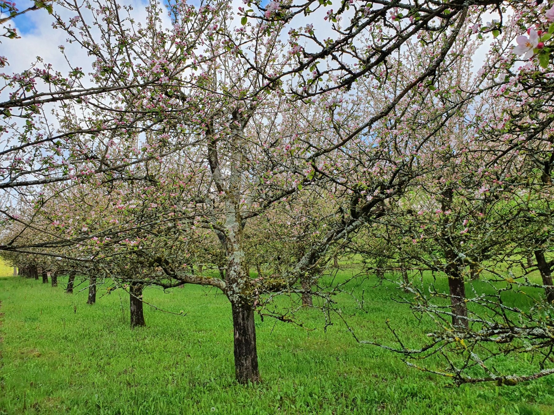 Weingut Will & Würz — Vinařství in Schwaigern