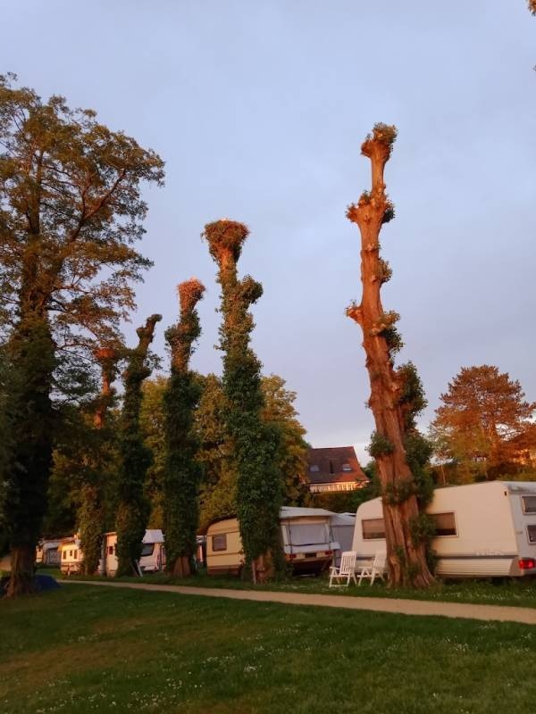 Camping und Schwimmbad am Rhein — Camping Site in Kaiseraugst