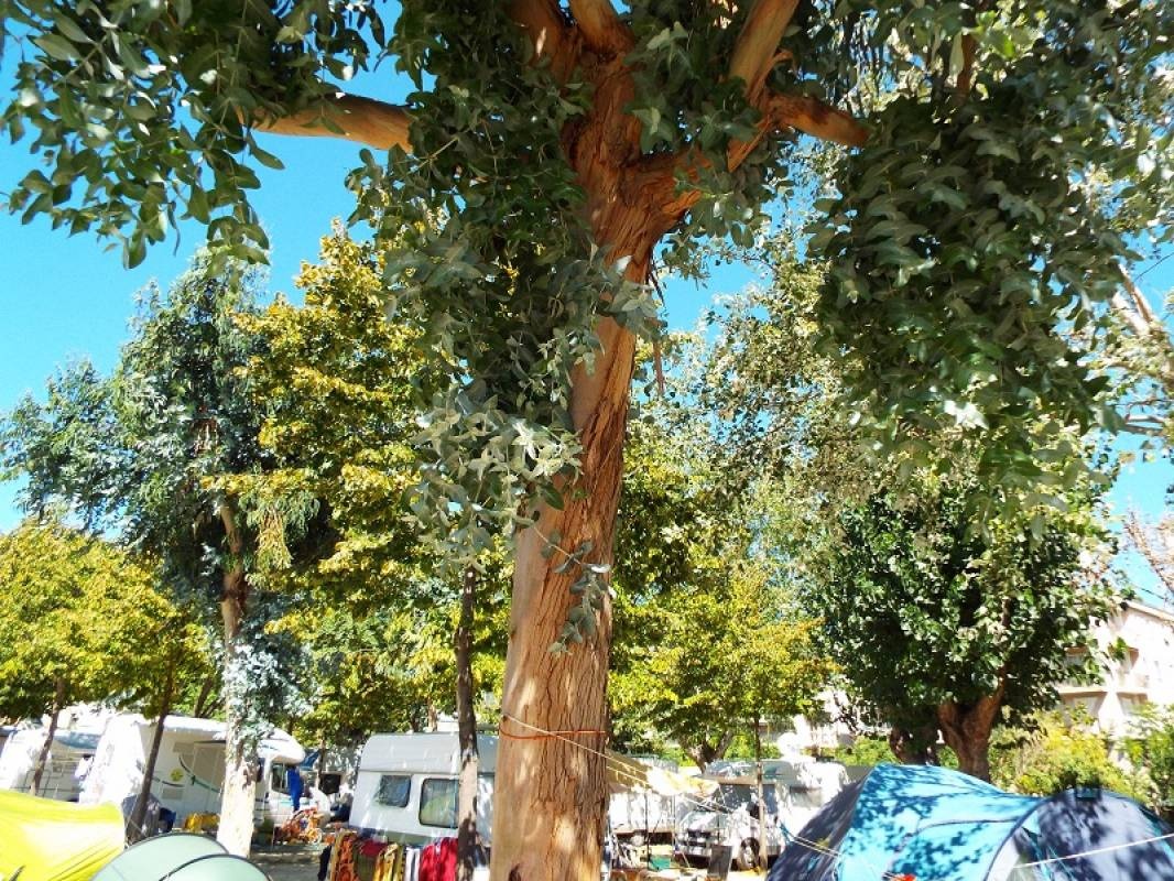 Camping Leo — Camping Site in Spotorno