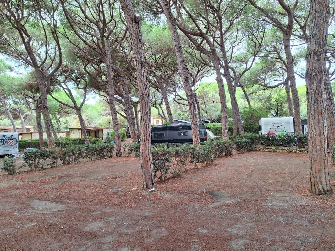 Campeggio Le Esperidi — Area da campeggio in Marina di Bibbona