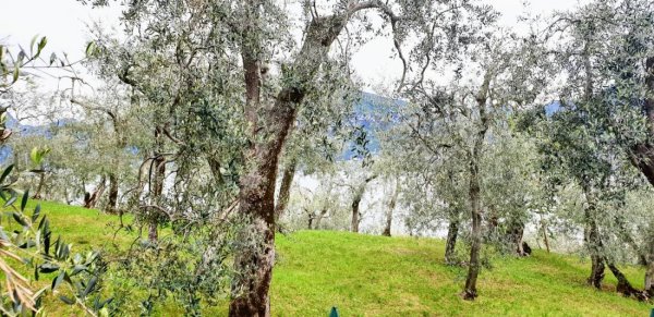 Camping Primavera — Fotoğraf 6