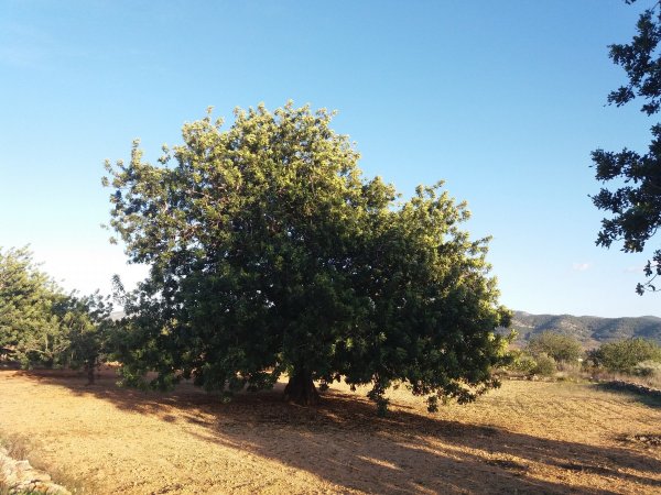 Los Olivos Camping Park — Photo 3