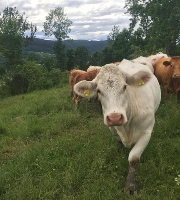 Su Tinnes gård,  Notodden — Photo 5