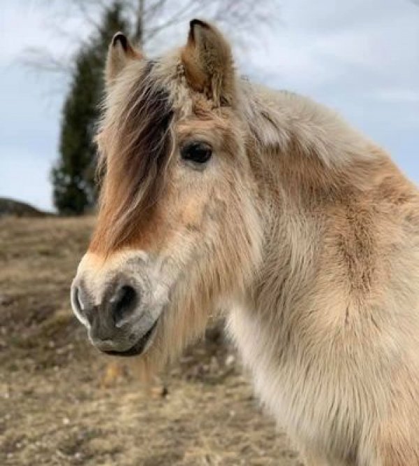 Su Tinnes gård,  Notodden — Photo 6