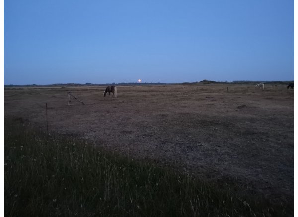 Rødhus Klit Camping — Foto 4