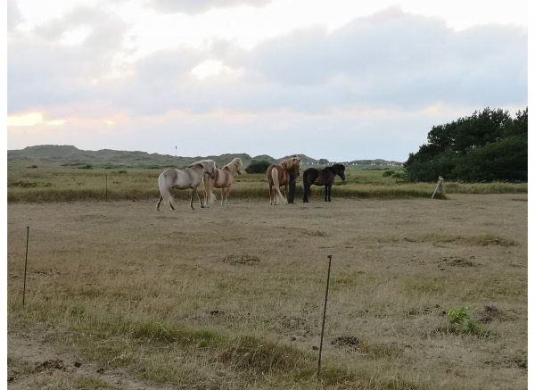 Rødhus Klit Camping — Foto 3