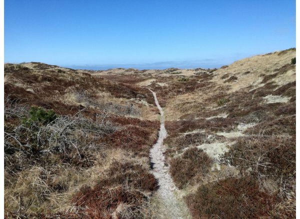 Rødhus Klit Camping — Foto 5