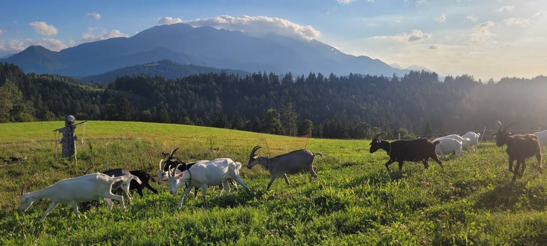 Kamp Pečnik — Sítio de acampamento in Prevalje
