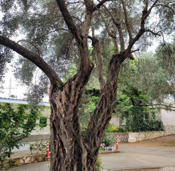 Autocamp Maslina — Photo 4