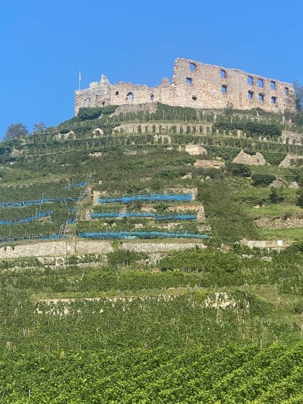 Campingplatz Belchenblick — Photo 3