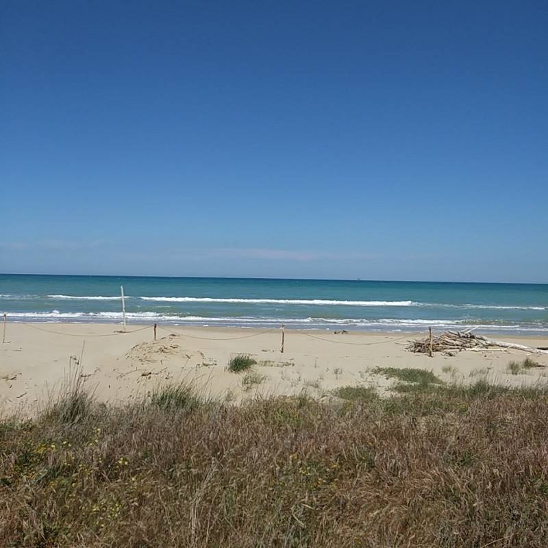 International Camping Torre Cerrano — Cámping in Pineto