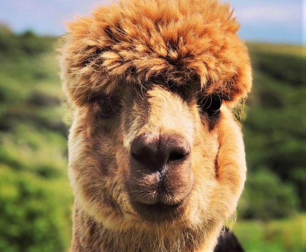 Grange Farm Camping & Cottages — Photo 4