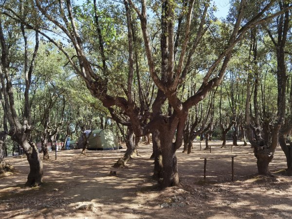 Camping Boschetto di Piemma — Photo 3