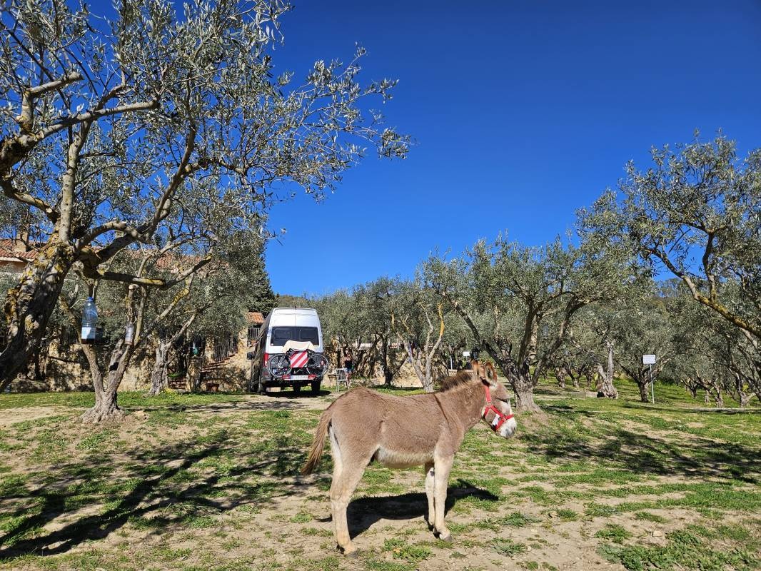 Villa Gerace Azienda Bio — Farm in Enna (EN)