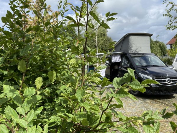 Camping Kocevje — Photo 2