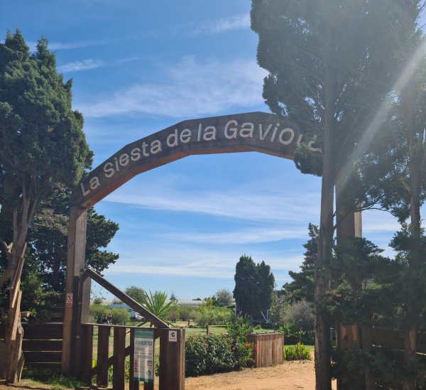 La Siesta de la Gaviota — Photo 4