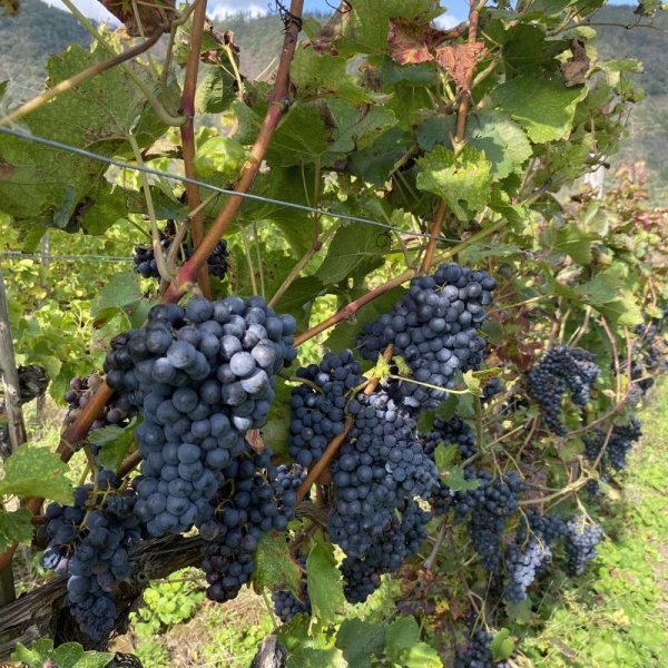 Campingplatz Zum Feuerberg — Photo 5