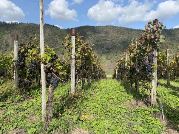 Campingplatz Zum Feuerberg — Photo 6