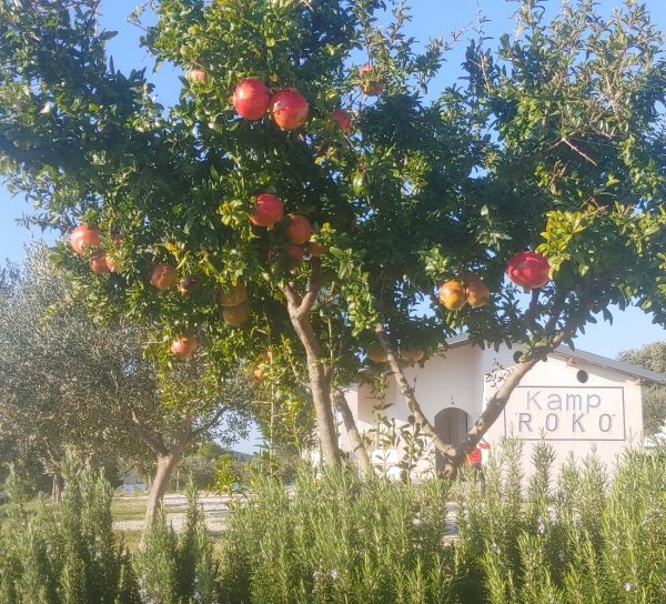 Camp Roko — Campingplats in Drage