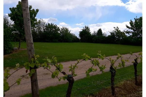 Weingut Rogenwieser — Winery in Kirchheim an der Weinstraße