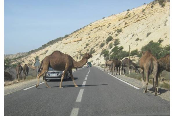 Camping Atlantica park, Agadir-Ida-ou- Tanane — Camping in Agadir