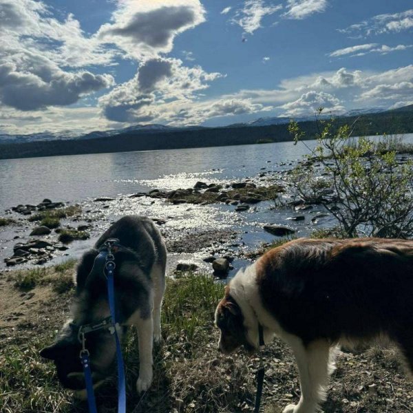 Svenningvatnet Camping — Photo 5