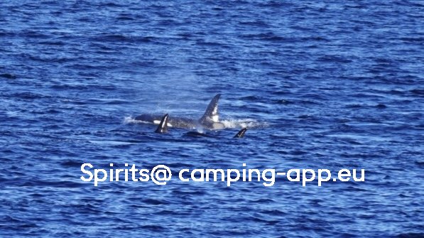 Moskenes Camping — Foto 4