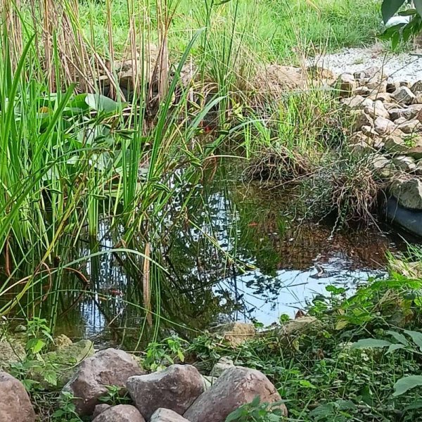 Stellplatz Landgasthof Zur Alten Piccardie — Photo 6