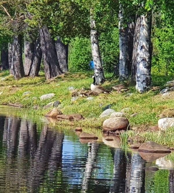 Åsele Camping — Fotografie 3