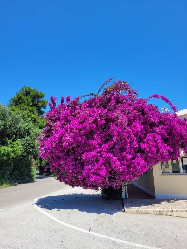 Camping Village Baia dei Lombardi — Campingplats in Vieste Gargano