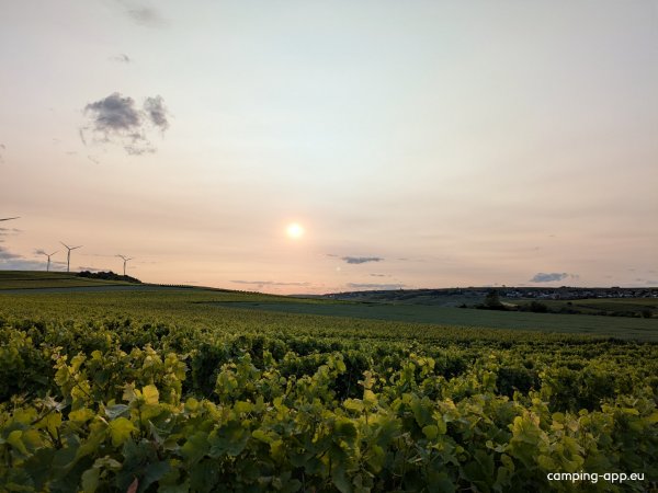 Weingut Holz Liebrich — Photo 5