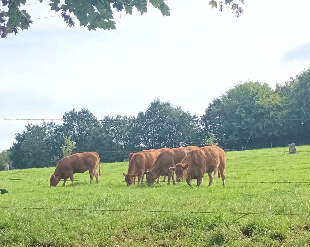 Campingpark Ohmbachsee — Kemp in Schönenberg-Kübelberg