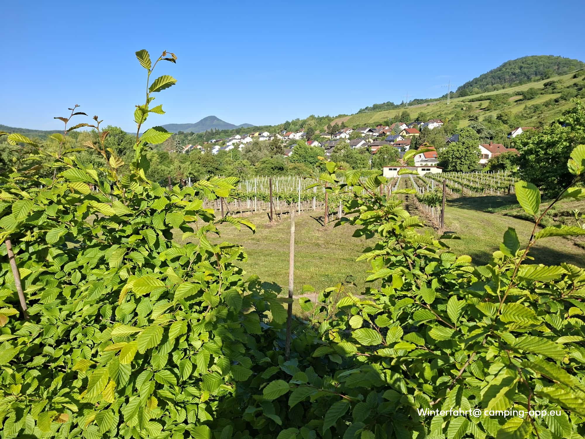 Weingut Hahn-Hof — Foto 2