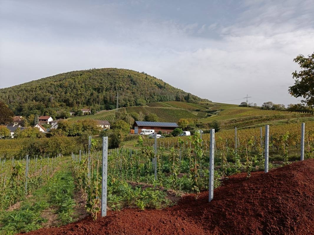 Weingut Hahn-Hof — Winery in Albersweiler