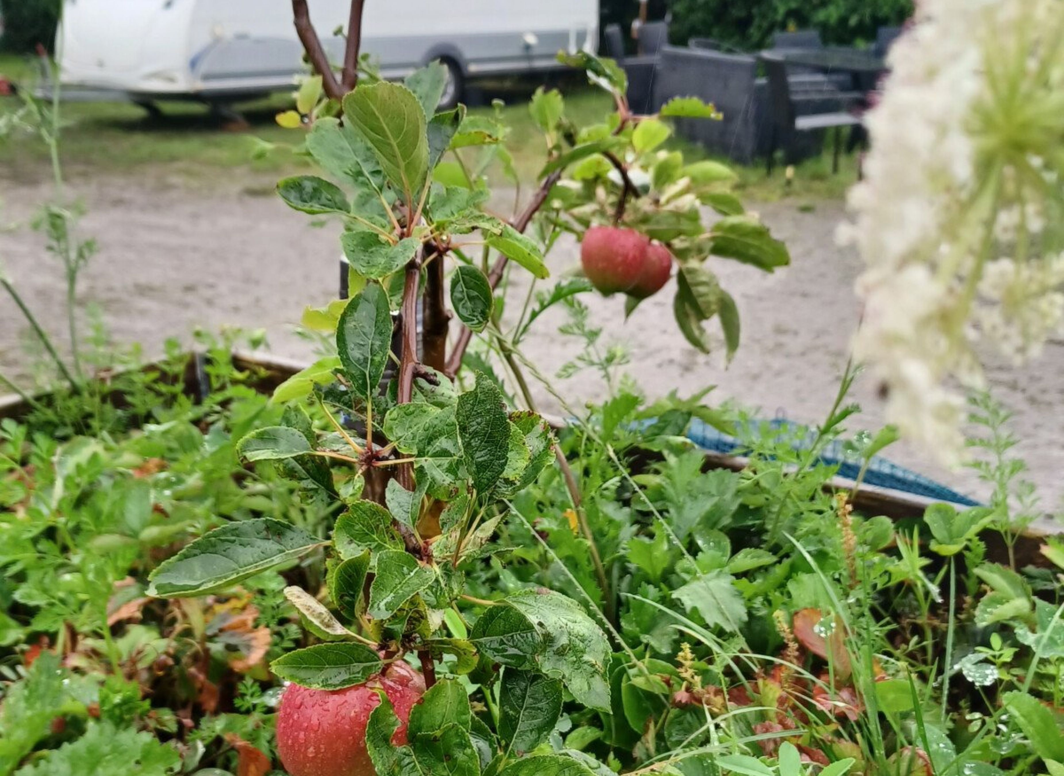 Daler Camping — Campingplats in Højer