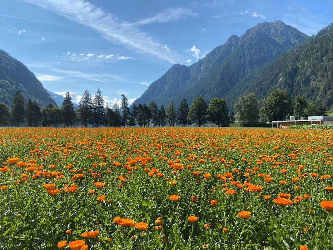 Camping Cavresc — 露营地 in Poschiavo