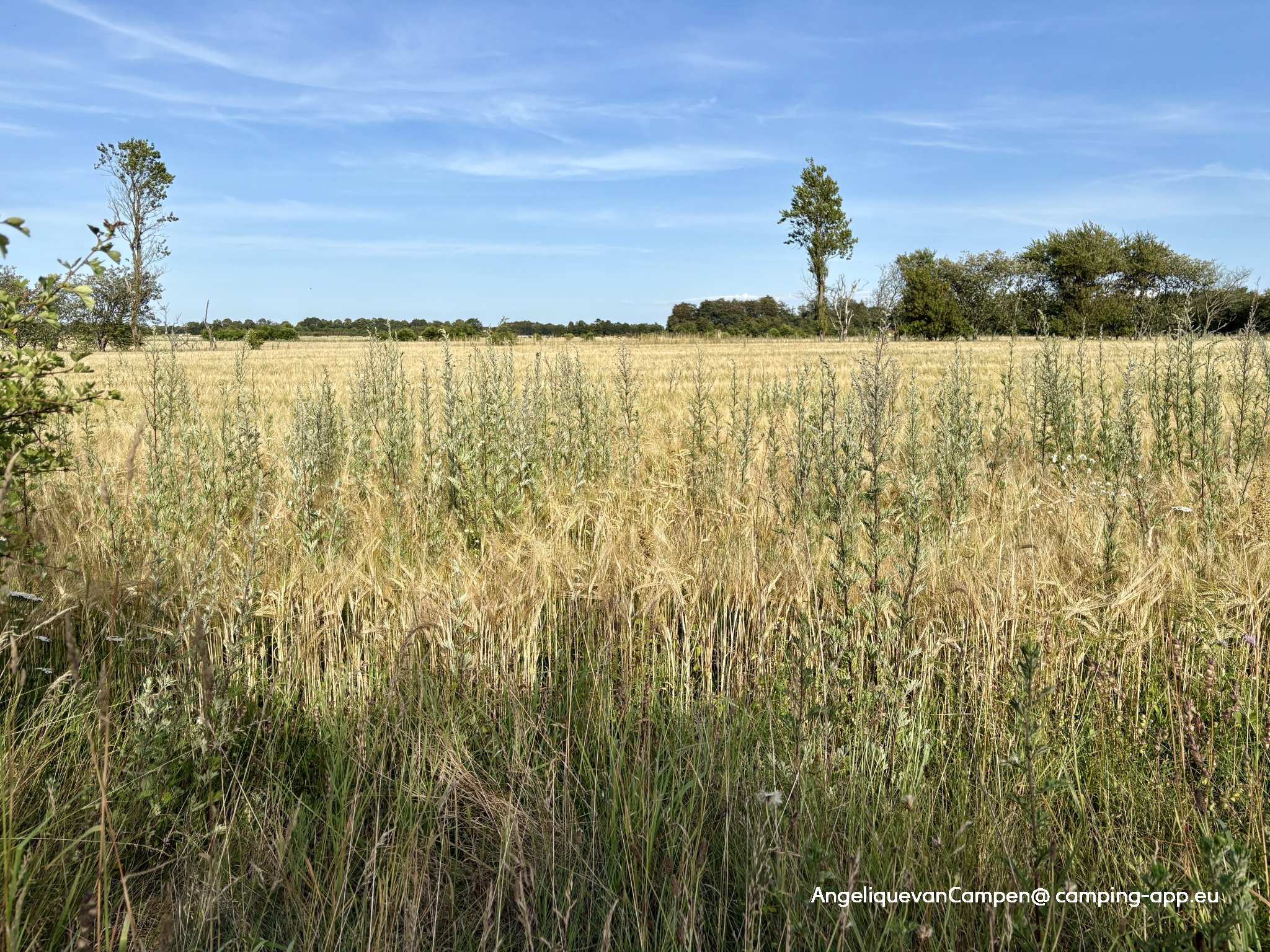 Billund Autocamperplads — Foto 2