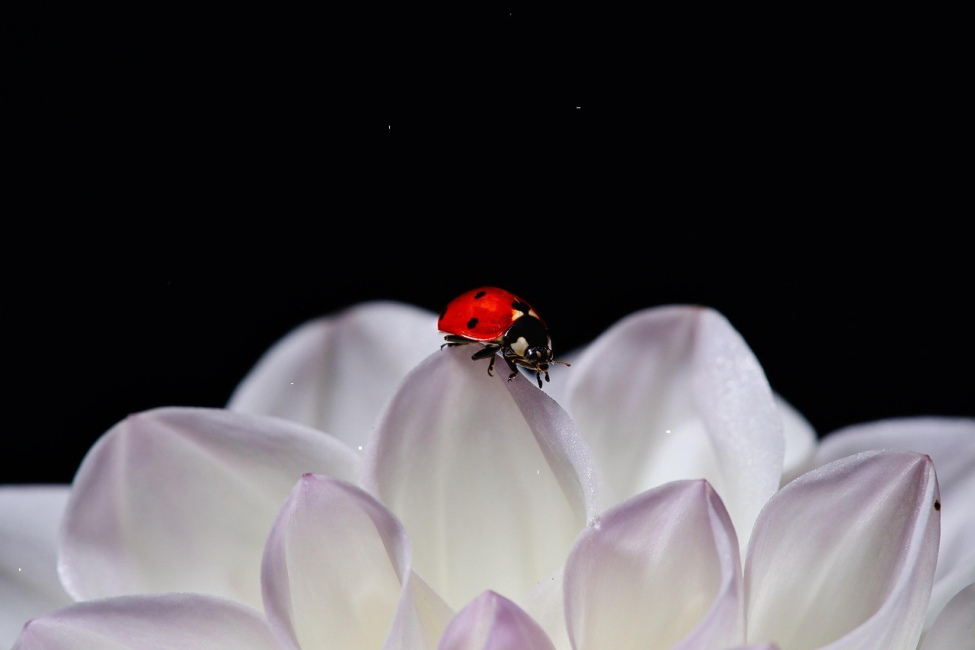 Foto 14 aus Allgemeinde Bilder - Professionelle Fotografie von CaptureBookDE