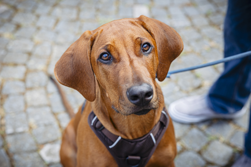 Foto 20 aus Vaddertach 2022 - Professionelle Fotografie von DieBuschspatzen
