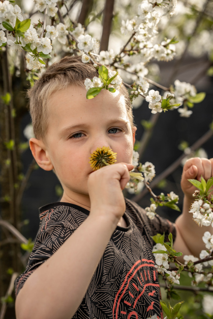 Foto 12 aus Kirschbaum - BEE - Professionelle Fotografie von AndreaGebing