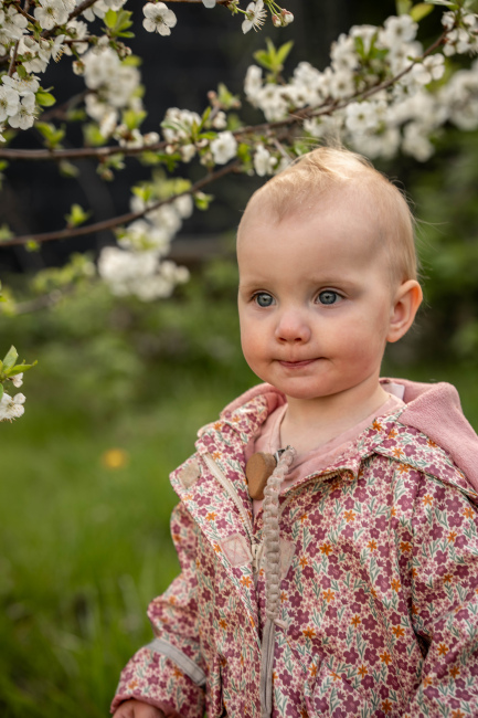Foto 17 aus Kirschbaum - BEE - Professionelle Fotografie von AndreaGebing