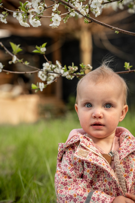 Foto 20 aus Kirschbaum - BEE - Professionelle Fotografie von AndreaGebing