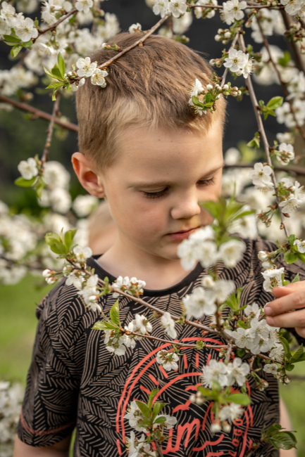 Foto 9 aus Kirschbaum - BEE - Professionelle Fotografie von AndreaGebing