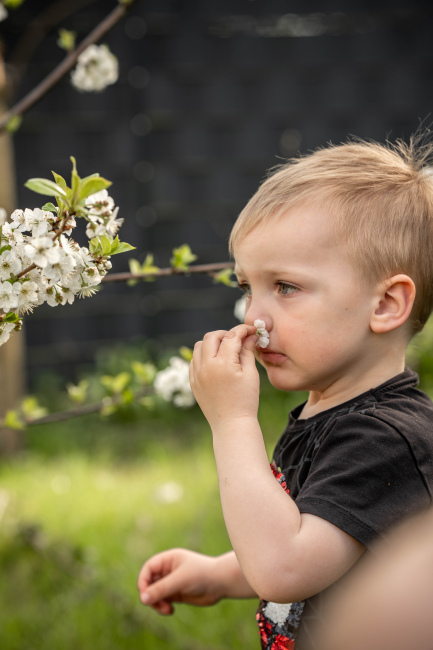 Foto 16 aus Kirschbaum - BEE - Professionelle Fotografie von AndreaGebing
