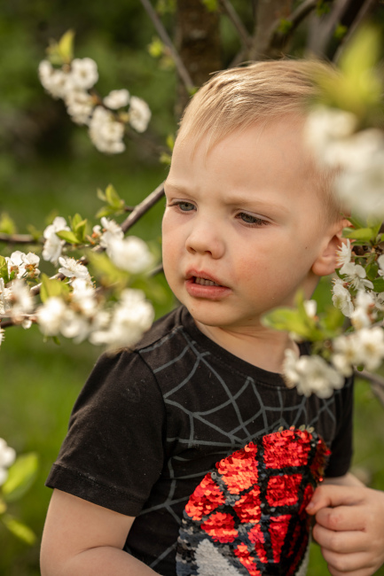 Foto 5 aus Kirschbaum - BEE - Professionelle Fotografie von AndreaGebing